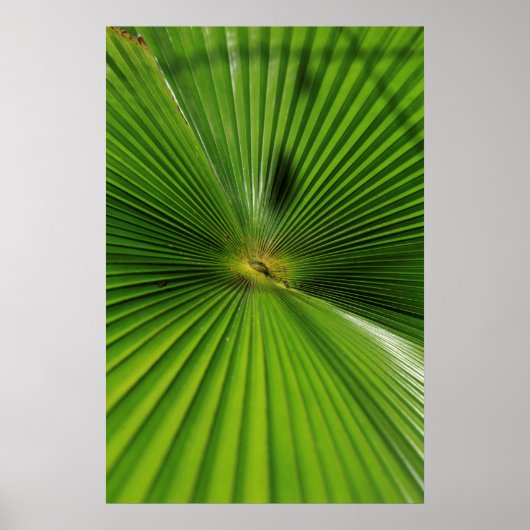 Giant Palm Leaf, Queensland Poster (Voorkant)