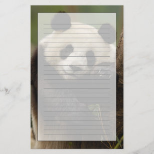 Giant panda Ailuropoda melanoleuca) Familie: 4 Briefpapier