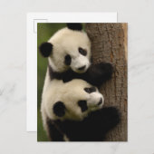 Giant panda babies (Ailuropoda melanoleuca) 2 Briefkaart (Voorkant / Achterkant)