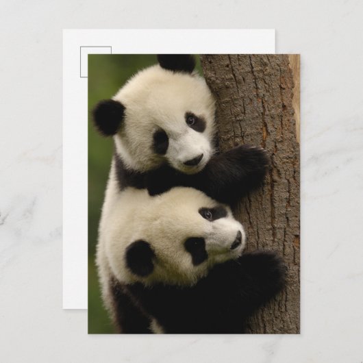 Giant panda babies (Ailuropoda melanoleuca) 2 Briefkaart (Voorkant / Achterkant)
