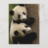 Giant panda babies (Ailuropoda melanoleuca) 2 Briefkaart (Voorkant)