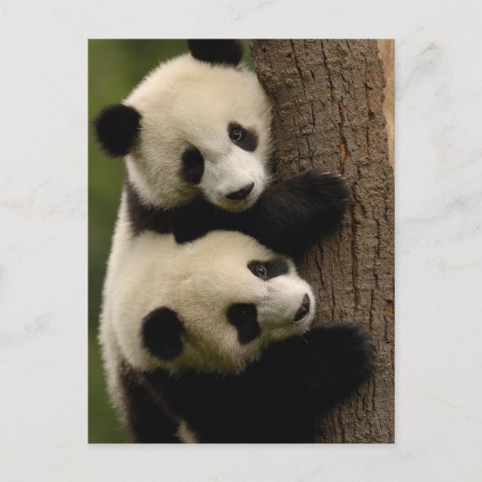 Giant panda babies (Ailuropoda melanoleuca) 2 Briefkaart (Voorkant)