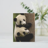 Giant panda babies (Ailuropoda melanoleuca) 2 Briefkaart (Staand voorkant)