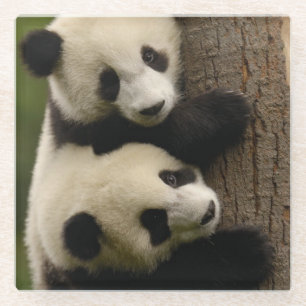 Giant panda babies (Ailuropoda melanoleuca) 2 Glazen Onderzetter