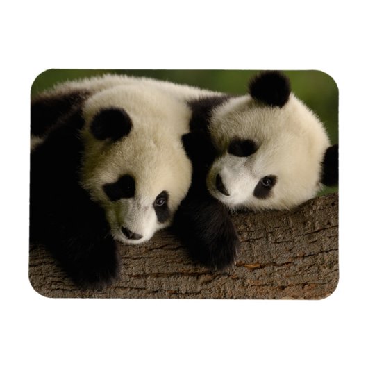 Giant panda babies (Ailuropoda melanoleuca) 2 Magneet (Horizontaal)