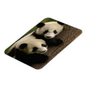 Giant panda babies (Ailuropoda melanoleuca) 2 Magneet (Linkerzijde)