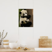 Giant panda babies (Ailuropoda melanoleuca) 2 Poster (Keuken)