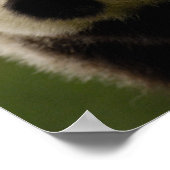 Giant panda babies (Ailuropoda melanoleuca) 2 Poster (Hoek)