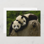 Giant panda babies Ailuropoda melanoleuca) 6 Briefkaart (Voorkant / Achterkant)