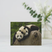 Giant panda babies Ailuropoda melanoleuca) 6 Briefkaart (Staand voorkant)