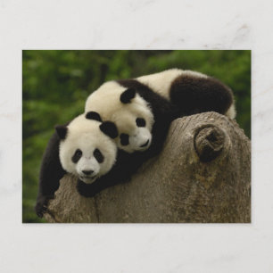 Giant panda babies Ailuropoda melanoleuca) Briefkaart