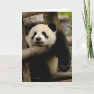 Giant panda baby Ailuropoda melanoleuca) Kaart