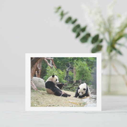 Giant panda, bamboe briefkaart (Staand voorkant)
