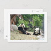 Giant panda, bamboe briefkaart (Voorkant / Achterkant)