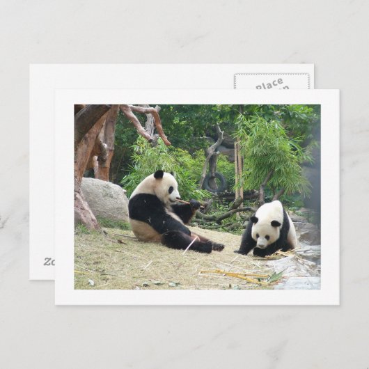 Giant panda, bamboe briefkaart (Voorkant / Achterkant)