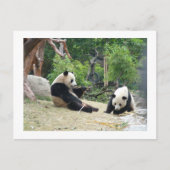Giant panda, bamboe briefkaart (Voorkant)