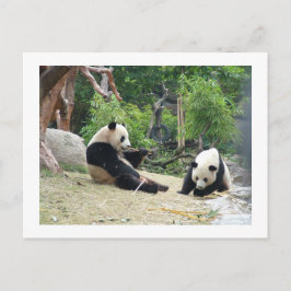 Giant panda, bamboe briefkaart