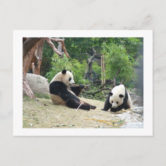 Giant panda, bamboe briefkaart (Voorkant)