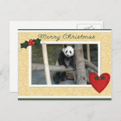 Giant Panda Bear or Baby Panda Christmas Postcard Feestdagenkaart (Voorkant / Achterkant)