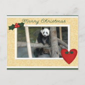 Giant Panda Bear or Baby Panda Christmas Postcard Feestdagenkaart (Voorkant)