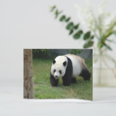 Giant Panda Bear Postcard Briefkaart (Staand voorkant)