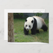 Giant Panda Bear Postcard Briefkaart (Voorkant / Achterkant)
