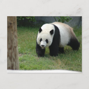 Giant Panda Bear Postcard Briefkaart