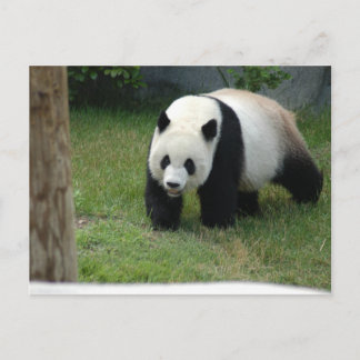 Giant Panda Bear Postcard Briefkaart