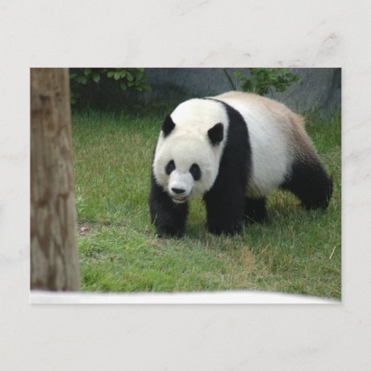 Giant Panda Bear Postcard Briefkaart (Voorkant)