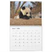 Giant Panda Beer Calendar, Giant Panda Beren Kalender (Mar 2026)