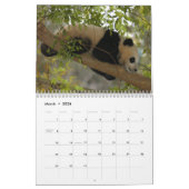 Giant Panda Beer Calendar, Giant Panda Beren Kalender (Mar 2026)