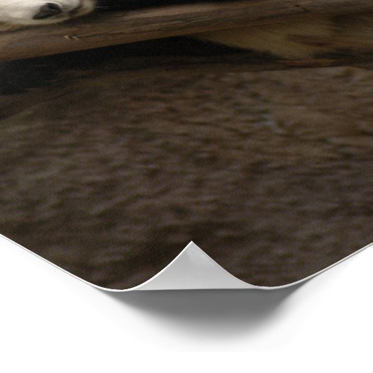 Giant Panda Beer Canvas afdrukken Poster (Hoek)