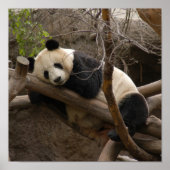 Giant Panda Beer Canvas afdrukken Poster (Voorkant)