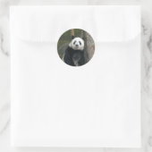 Giant Panda Beer Stickers (Tas)