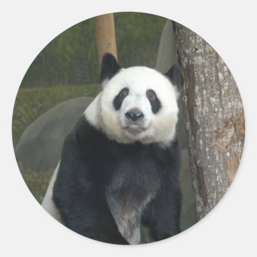 Giant Panda Beer Stickers (Voorkant)