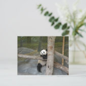 Giant Panda Briefkaart (Staand voorkant)