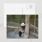 Giant Panda Briefkaart (Voorkant / Achterkant)