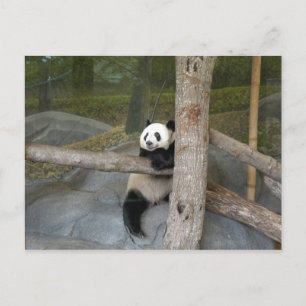 Giant Panda Briefkaart