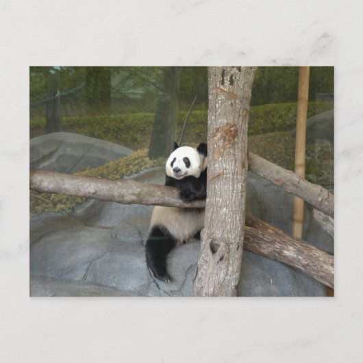 Giant Panda Briefkaart (Voorkant)