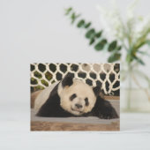 Giant Panda Briefkaart (Staand voorkant)