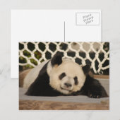 Giant Panda Briefkaart (Voorkant / Achterkant)