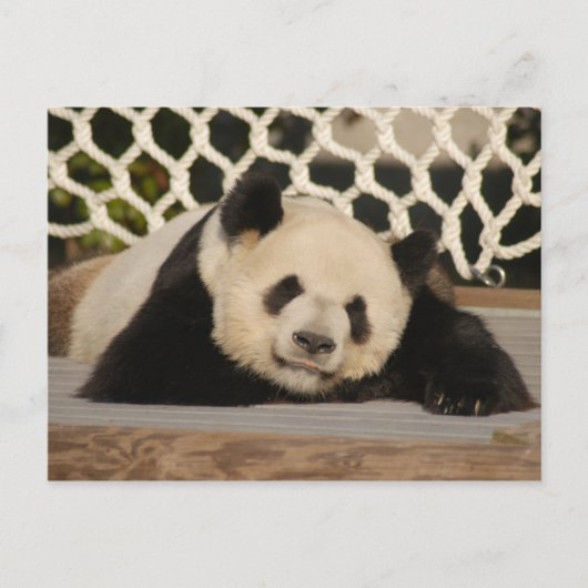 Giant Panda Briefkaart (Voorkant)