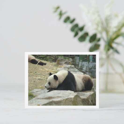 Giant panda briefkaart (Staand voorkant)