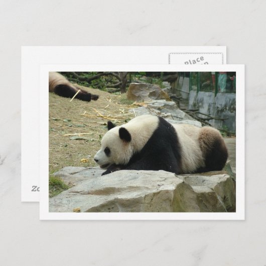Giant panda briefkaart (Voorkant / Achterkant)