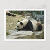 Giant panda briefkaart (Voorkant)
