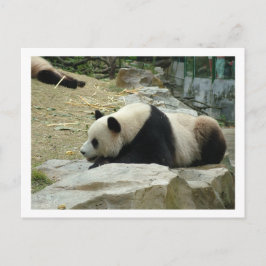 Giant panda briefkaart