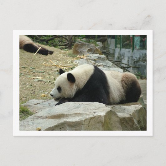 Giant panda briefkaart (Voorkant)