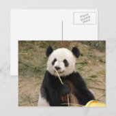 Giant Panda Briefkaart (Voorkant / Achterkant)