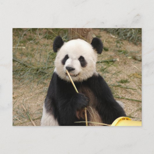 Giant Panda Briefkaart (Voorkant)