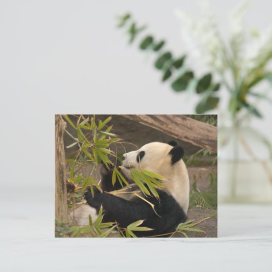 Giant Panda Briefkaart (Staand voorkant)